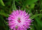 Susan Chambers_Bugs on Common Knapweed.jpg